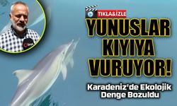Dr. Ahmet Şahin: Karadeniz’de Açlık Çeken Yunuslar Kıyıya Vuruyor