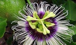 Passiflora Nedir, Ne İşe Yarar? Faydaları, Kullanımı ve Dikkat Edilmesi Gerekenler