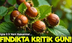 Fındık Fiyatlarında Sert Dalgalanma! Güncel Rakamlar Üreticiyi Tedirgin Etti