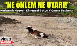 Bayburt’ta Skandal: İnşaat Firmasının Döktüğü Kimyasal Beton, Kurbanlık Hayvana Zarar Verdi