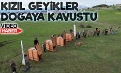 Ordu’da Kızıl Geyikler Doğayla Buluştu: Mesudiye’de Salım Başladı