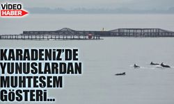 Karadeniz Açıklarında Yunus Gösterisi: Doğanın Dansı Görsel Şölene Dönüştü