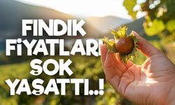 Fındık Fiyatlarında Bugün Sürpriz Gelişme! Üretici ve Tüccar Ne Yapmalı?