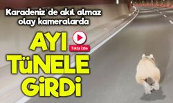 Torul Tünelinde Koşan Ayı Sürücüleri Şaşırttı