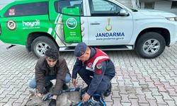 Yaralı karacayı jandarma koruma altına aldı