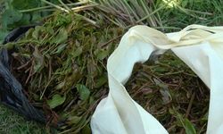Karadeniz’in Yeşil Altın Sezonu Başladı