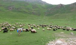 Yayla Mevsimi Geldi: Bayburtlu Besiciler Yüksek Rakımlara Göç Ediyor