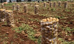 Patates Krizi: Virüs Tespiti Sonrası Ülkelerine Geri Gönderildiler