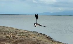 Tedavisi tamamlanan kız kuşu Kuş Cenneti’nde özgürlüğe kanat çırptı