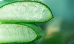 Aloe Vera Nedir? Cilt, Saç ve Sağlık İçin Faydaları Nelerdir?