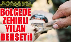 Artvin'de Zehirli Yılan Dehşeti: Çay Tarlasında Isırılan Vatandaş Yoğun Bakımda