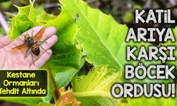 Katil Arıya Karşı Böcek Ordusu! Kestane Ormanlarını Koruma Seferberliği Başladı