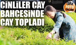 Çinli Akademisyenler Rize'de Çay Topladı: Dünya Çay Günü'nde Anlamlı Buluşma
