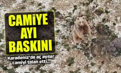 Aç Ayı Cami Yemekhanesini Altüst Etti: Camı Kırdı, Kanlı İzler Bıraktı