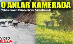 Gümüşhane’de Vaşak ve Dağ Keçileri Yollara İndi, Kameralara Yansıdı