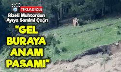 Rizeli Muhtardan Ayıya Samimi Çağrı: “Gel Buraya Anam, Paşam!”