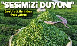 Artvin’de Çay Üreticileri Fiyat Bekliyor: “Yaş Çay 35 Lira Olmalı”