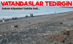 Trabzon’da Sahile Gidenler Sokak Köpeği Tehdidiyle Karşı Karşıya