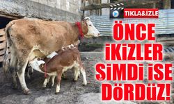 Artvin’de Nadir Olay: Bir İnek Dördüz Doğurdu, Tatar Ailesi Büyük Sevinç Yaşadı