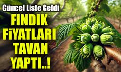 Fındık Fiyatları Uçuşta: Üretici ve Tüccarlar Şaşkın! Güncel Liste Geldi