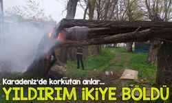 Bayburt’ta Gök Gürültüsü Değil, Yıldırım Konuştu! Ağaç Ortadan İkiye Bölündü