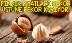 Fındık Fiyatlarında Rekor Artış: Fındığını Alan Bu Şehire Satmaya Gidiyor!
