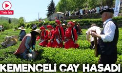 Giresun’da Kemençeli Çay Hasadı: Ören’de Şenlik Gibi Başlangıç