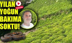 Kafkas Engereği Artvin’de Çay Üreticisini Isırdı: Yoğun Bakıma Alındı
