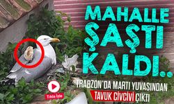 Trabzon'da Martı Yuvasından Tavuk Civcivi Çıktı: O Anlar Kameraya Böyle Yansıdı!