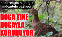 Doğa Doğayla Korunuyor: Kahverengi Kokarcaya Sülünlü Önlem!