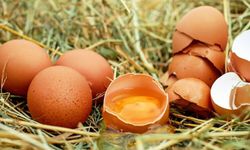 Yumurta Fiyatları Düştü! 30’lu Koliler 89 TL’ye Kadar Geriledi
