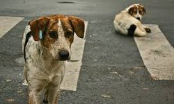 İstanbul, İzmir ve Eskişehir’de Başlayan Şok Eylem: Başıboş Köpekler İçin 3 Günlük Açlık Grevi!