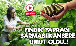 Önce Sarmasıyla Tanındı, Şimdi Kansere Umut Oldu: Fındık Yaprağının Gücü