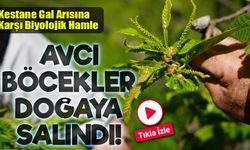 Kestane Gal Arısına Karşı Biyolojik Hamle: Avcı Böcekler Doğaya Salındı