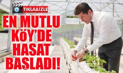 En Mutlu Köy’de Üretim Sevinci: Seralarda Çilek Hasadı Başladı