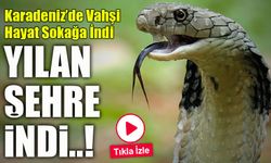 Gümüşhane’de Şehir Merkezinde 2 Metrelik Yılan Paniği