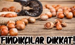 Fındık Fiyatlarında Şaşırtan Yükseliş! Üreticiler Ne Yapacağını Bilemiyor