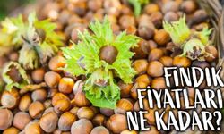 Fındık Fiyatlarında Büyük Dalgalanma! Üretici ve Tüccar Ne Yapacağını Şaşırdı
