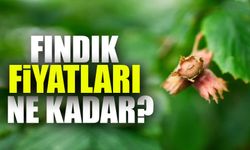 Fındık Fiyatlarında Sert Düşüş! Üretici Şokta: 200 TL'den 175 TL'ye Geriledi