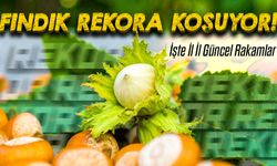 Karadeniz'de fındık fiyatlarında ani değişim! Güncel fiyat listesi açıklandı