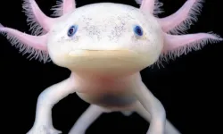 Aksolotl (Ambystoma mexicanum): Yenilenme Yeteneğiyle Tanınan Su Canlısı
