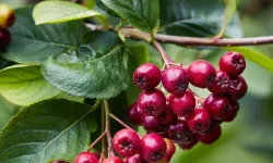 Aronia Meyveleri Yaban Mersinine Benziyor Mu?
