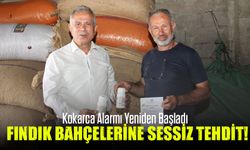 Fındık Bahçelerine Sessiz Tehdit! Trabzon’da Kokarca Alarmı Yeniden Başladı