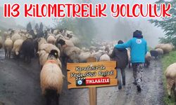 Karadeniz’de Gelenek Devam Ediyor: Trabzon'dan Gümüşhane'ye Koyun Göçü Başladı!