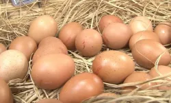 Mart ayında yıllık tavuk yumurtası üretimi yüzde 8,8 azaldı