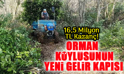 Defneyle Gelen Kazanç: Samsun’da Üretim Artıyor