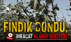 Felaketin Ayak Sesleri: Karadeniz’de Fındık Dondu, İhracat Alarm Veriyor!