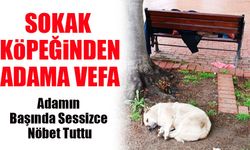 Samsun’da Sadakat Dolu Anlar: Sokak Köpeği Uyuyan Adamı Yalnız Bırakmadı