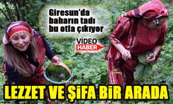Lezzet ve Şifa Bir Arada: Kaldirik Otu Giresun'da Yüz Güldürüyor