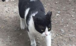 Trabzon’da Hayvanseverler Maskot Kedi “Smokin”i Arıyor